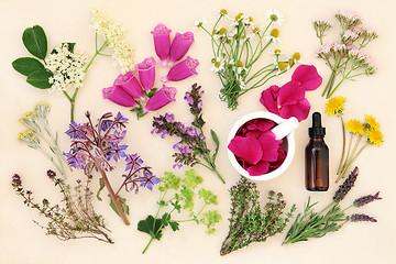 Image showing Medicinal Flowers and Herbs