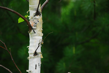 Image showing Spring forest