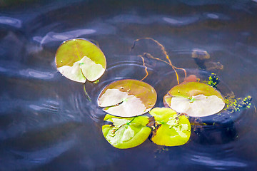 Image showing The leaves of water lilies on the water in the river.