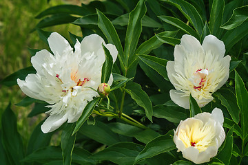 Image showing Blossoming white peony among green leaves