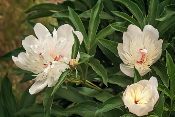 Image showing Blossoming white peony among green leaves