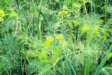 Image showing Green onion and dill in the garden