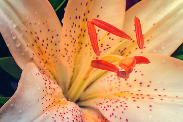 Image showing Beautiful flower white Lily closeup