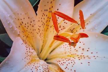 Image showing Beautiful flower white Lily closeup