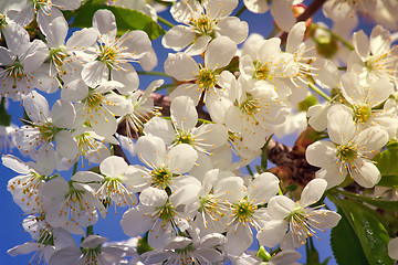 Image showing Branch of blossoming cherry against the blue sky.