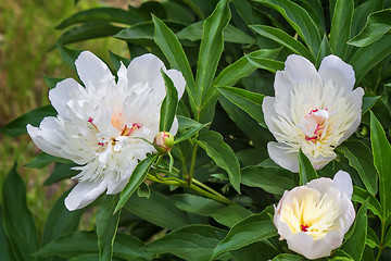 Image showing Blossoming white peony among green leaves