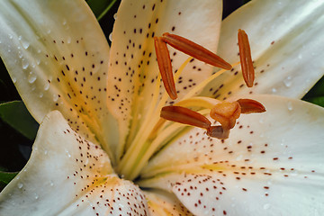 Image showing Beautiful flower white Lily closeup