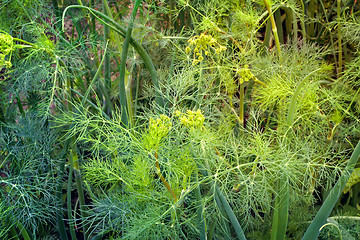 Image showing Green onion and dill in the garden