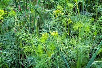 Image showing Green onion and dill in the garden