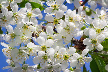 Image showing Branch of blossoming cherry against the blue sky.