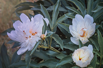 Image showing Blossoming white peony among green leaves