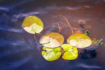 Image showing The leaves of water lilies on the water in the river.