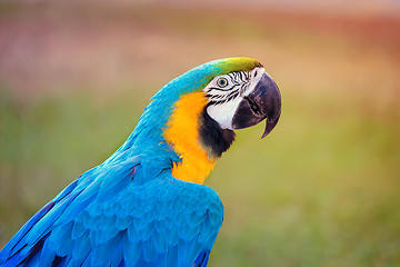 Image showing A beautiful parrot with bright blue plumage on the background la