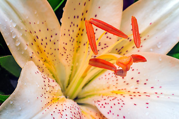 Image showing Beautiful flower white Lily closeup