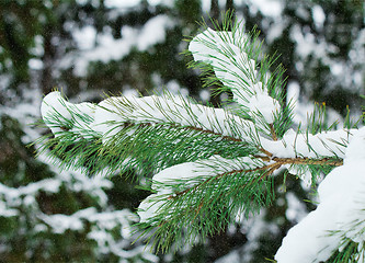 Image showing Pine branch, covered with snow.