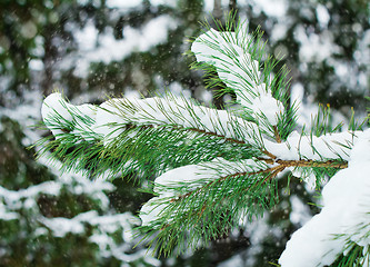 Image showing Pine branch, covered with snow.