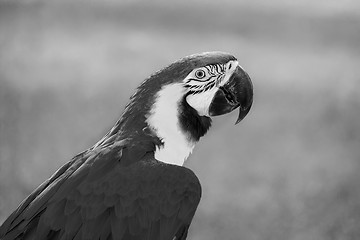 Image showing A beautiful parrot with bright blue plumage on the background la