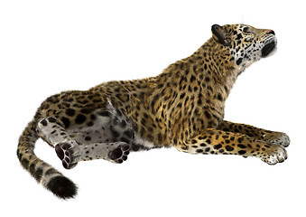 Image showing Big Cat Jaguar