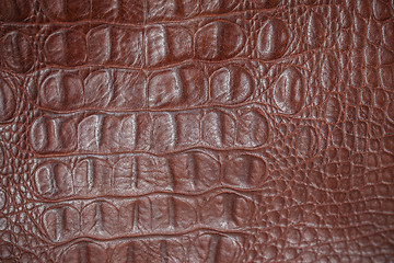 Image showing crocodile skin