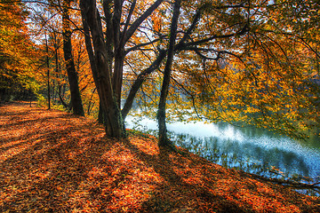 Image showing Forest along Lake in the autumn, HDR image