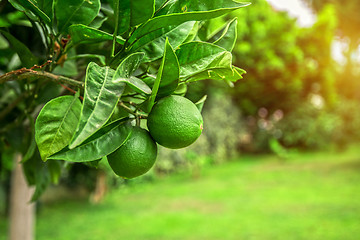 Image showing Lime tree