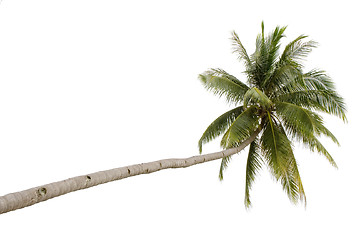 Image showing Palm tree isolated

