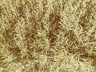 Image showing Retro looking Rosemary