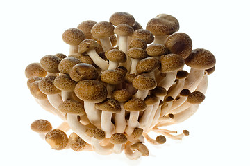 Image showing Brown beech mushrooms

