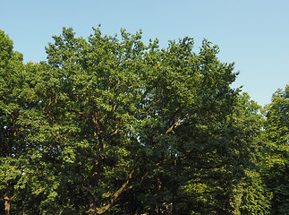 Image showing Tree top