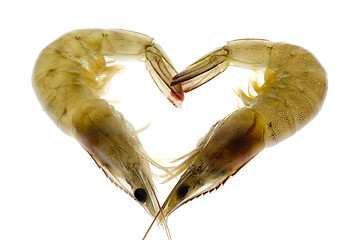 Image showing Grey prawns in love

