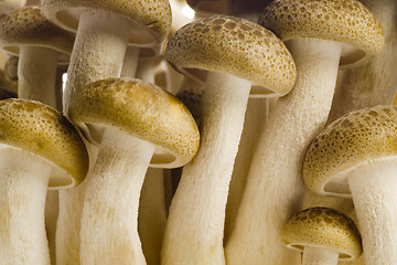 Image showing Brown beech mushrooms closeup

