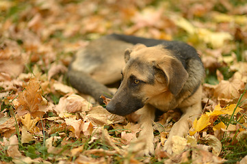 Image showing dog lying on fallen leaves