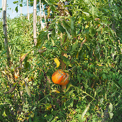 Image showing Vegetable garden