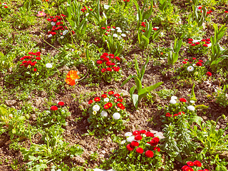 Image showing Retro look Daisy flower