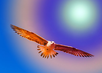 Image showing Beautiful seagull sea  