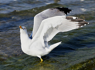 Image showing Beautiful seagull sea  