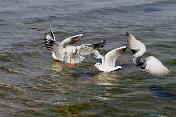 Image showing Beautiful seagull sea  