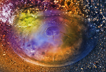 Image showing round jellyfish lying  