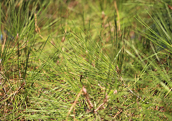 Image showing Pine a needles  