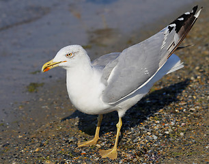 Image showing Beautiful seagull sea  