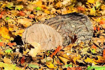 Image showing Oak logs on fallen colorful autumn leaves