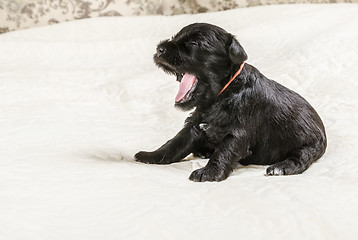 Image showing Small puppi breed Miniature Schnauzer 