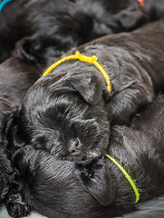 Image showing Small group puppi breed Miniature Schnauzer 