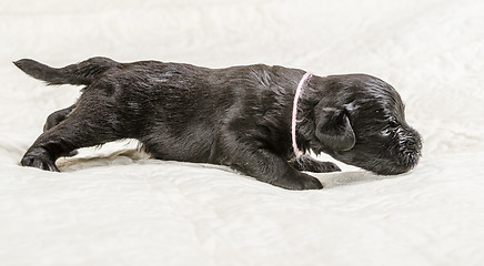 Image showing Small puppi breed Miniature Schnauzer 