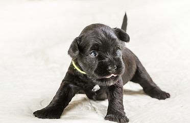 Image showing Small puppi breed Miniature Schnauzer 