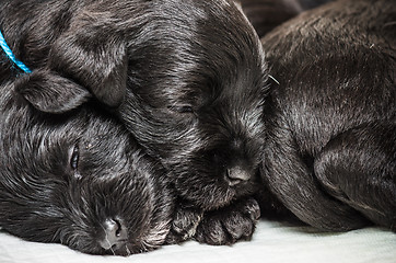 Image showing Small group puppi breed Miniature Schnauzer 