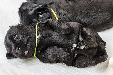 Image showing Small puppi breed Miniature Schnauzer 