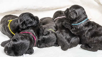 Image showing Small group puppi breed Miniature Schnauzer 