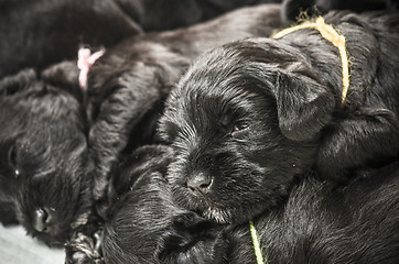 Image showing Small group puppi breed Miniature Schnauzer 