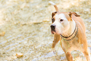 Image showing American staffordshire terrier dog playing in water.